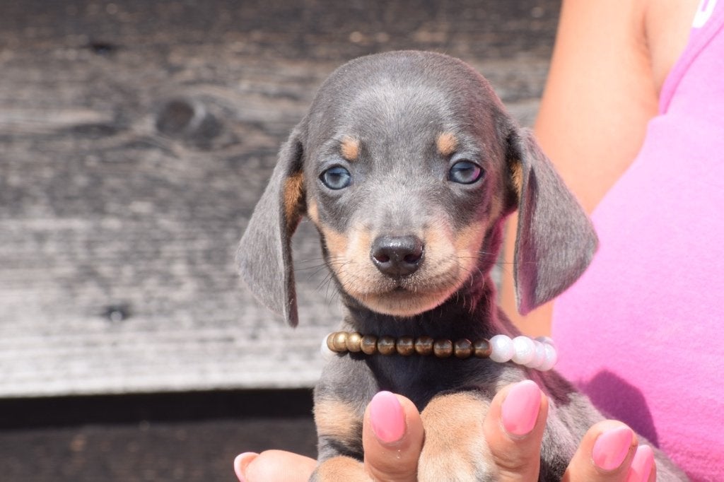 Teckel pups diverse kleuren, België, 8 tot 15 weken, Korthaar, Dwerg