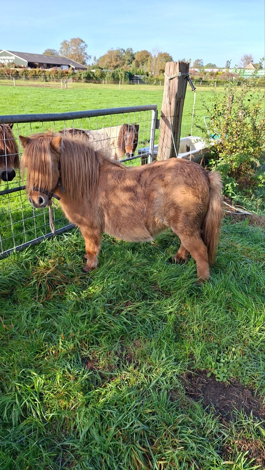 tekoop mooie shetlander crème dun merrie, Merrie, A pony (tot 1.17m), Gechipt, 7 tot 10 jaar