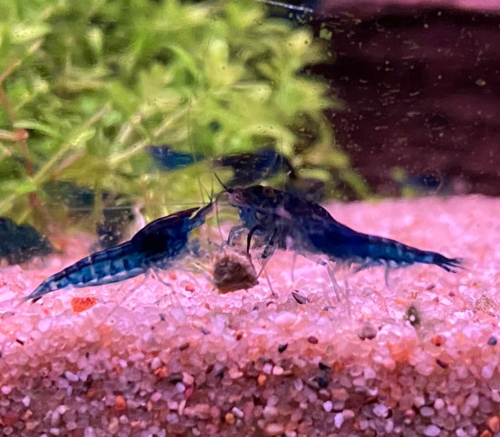 Blue dream garnalen (Neocaridina), Dieren en Toebehoren, Kreeft, Krab of Garnaal
