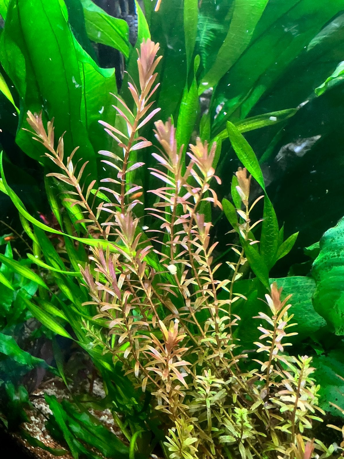 Rotala rotundifolia aquarium plant (5x), Dieren en Toebehoren, Vissen | Aquariumvissen, Vis