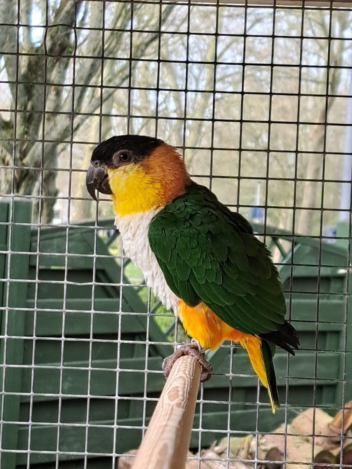 Koppel zwartkopcaique, Dieren en Toebehoren, Meerdere dieren, Parkiet