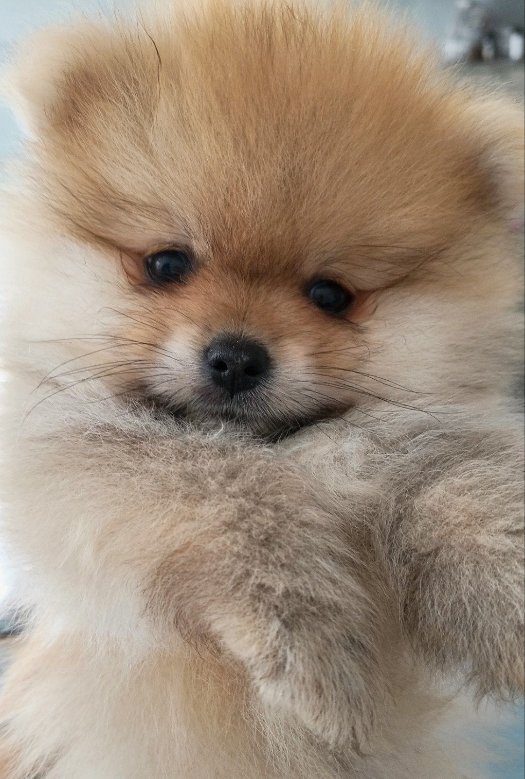 prachtige pomeranian  pomeriaan  Dwergkees pupjes., Dieren en Toebehoren, Keeshond, CDV (hondenziekte), 8 tot 15 weken, Meerdere