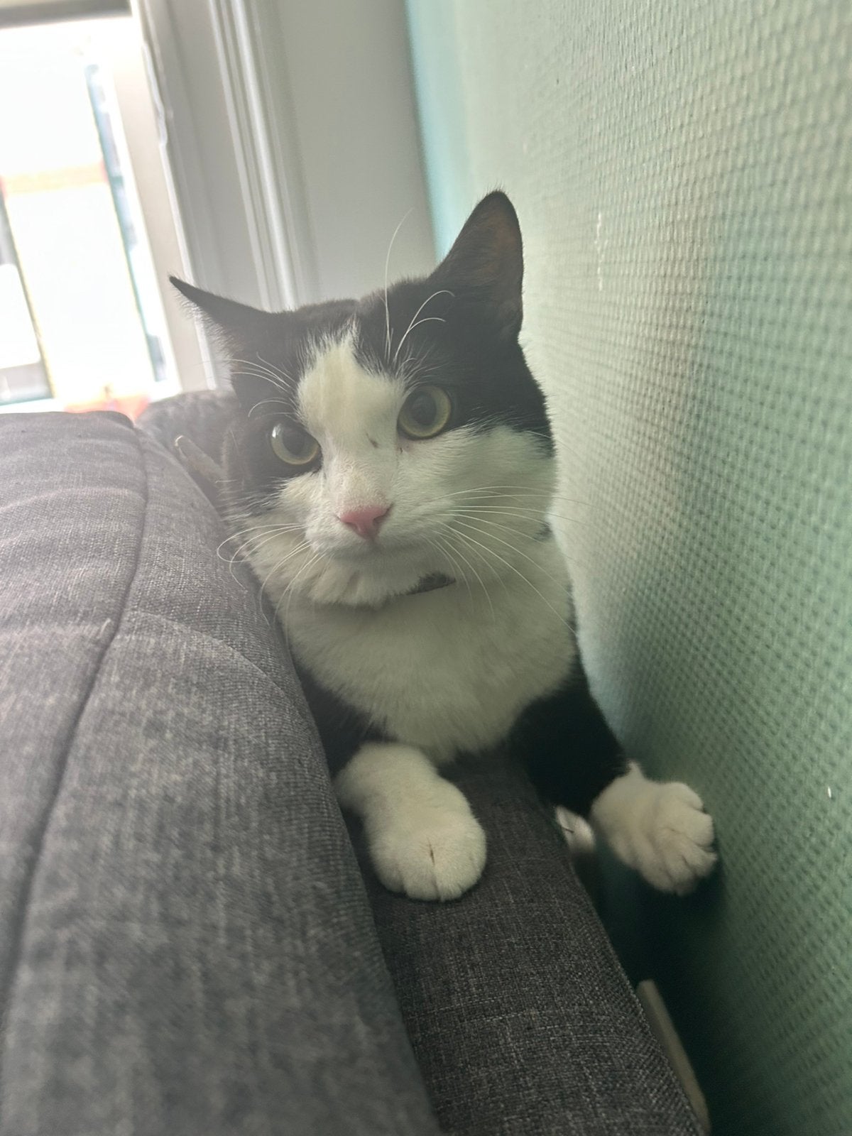 Een mooie smoking kat is altijd rustig lief altijd aandacht