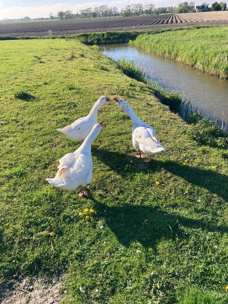 Te koop 1-1 boerenganzen, Meerdere dieren, Gans of Zwaan