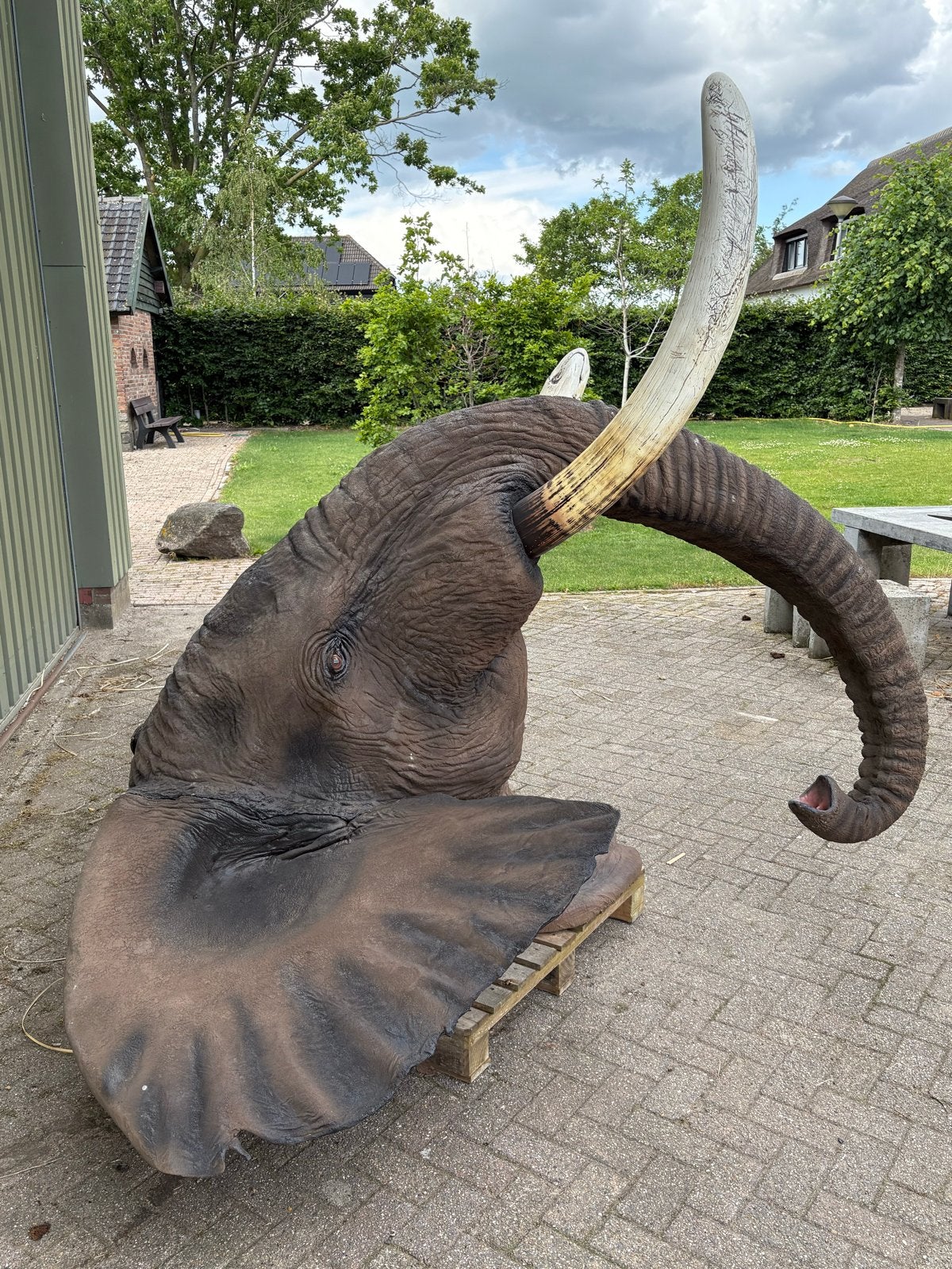 Levensgrote olifantenkop replica met slagtanden, Ophalen, Gebruikt