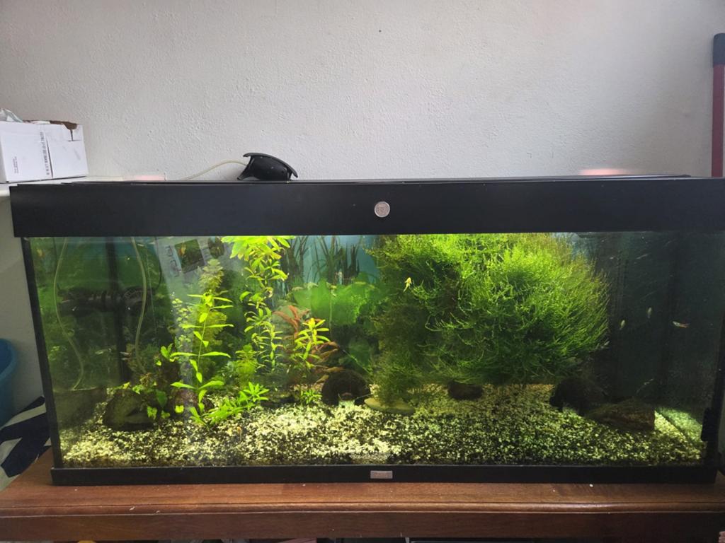 Juwel aquarium incl. Vissen en planten, Ophalen, Gebruikt, Inclusief vissen, Gevuld zoetwateraquarium