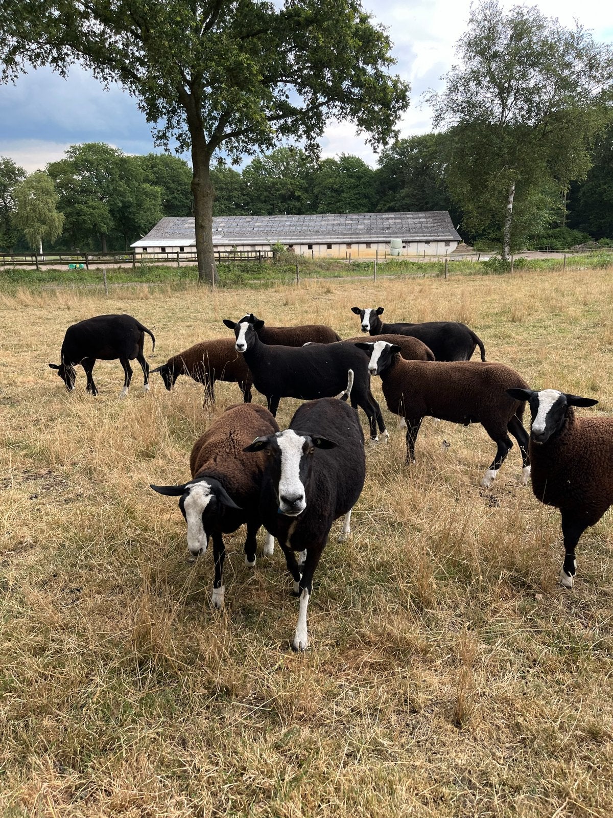 Zwartbles dekrammen, Dieren en Toebehoren, Meerdere dieren, Schaap