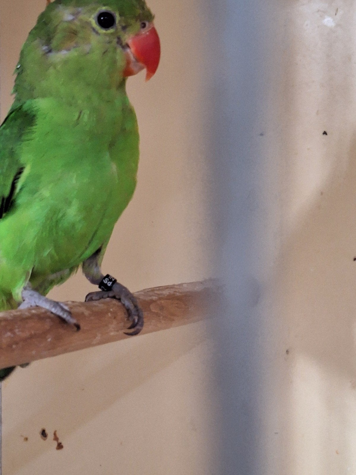 taranta, Dieren en Toebehoren, Vrouwelijk, Parkiet, Geringd