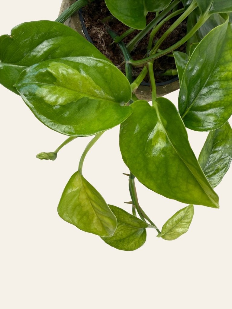 Epipremnum Global Green p12, Huis en Inrichting, Kamerplanten, Ophalen of Verzenden, Halfschaduw, Minder dan 100 cm