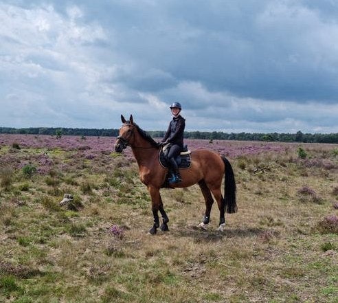 Lief recreatiepaard/weidemaatje zoekt een gouden thuis, Ruin, Recreatiepaard