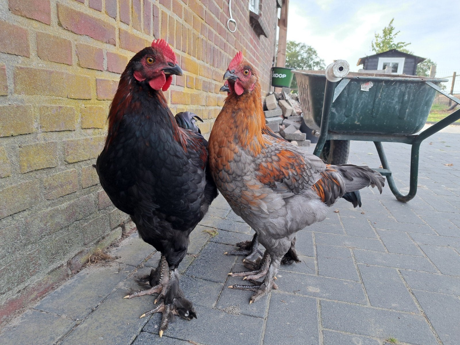 Marans hanen, Dieren en Toebehoren, Mannelijk, Kip