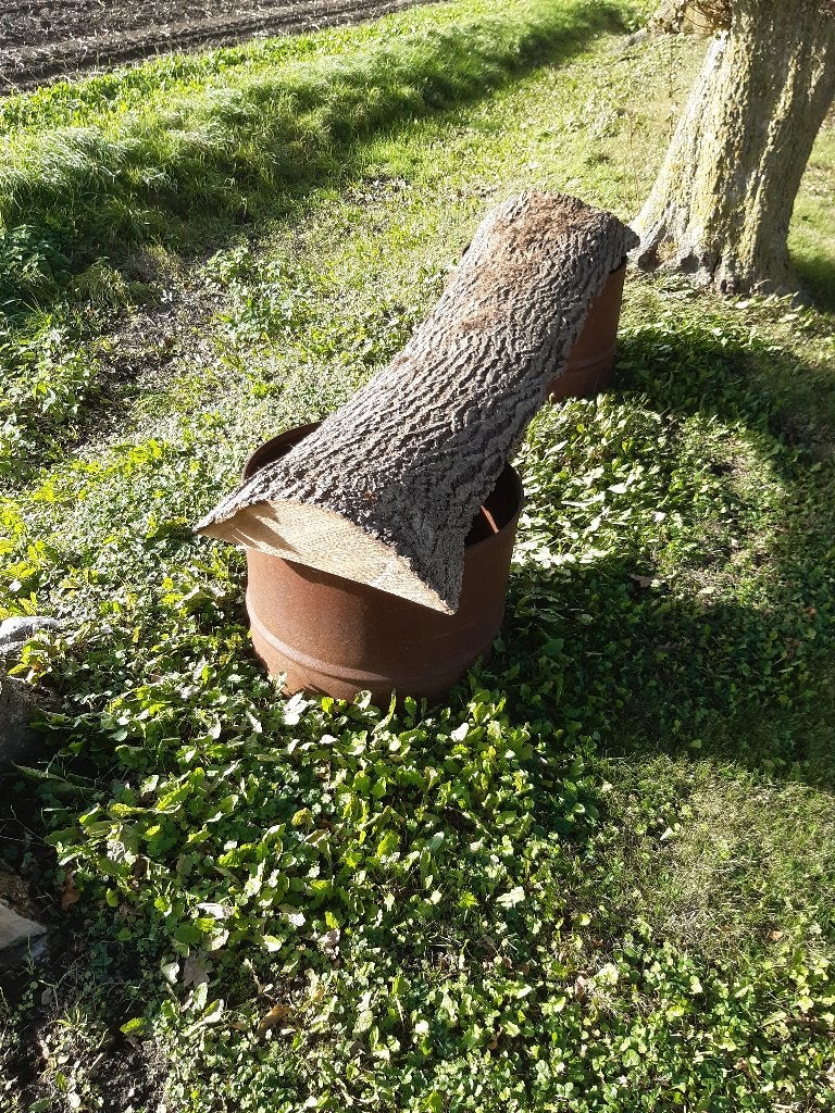Schaaldeel essen houten plank/stam - 225cm lang, 13cm dik, Ophalen, Gebruikt