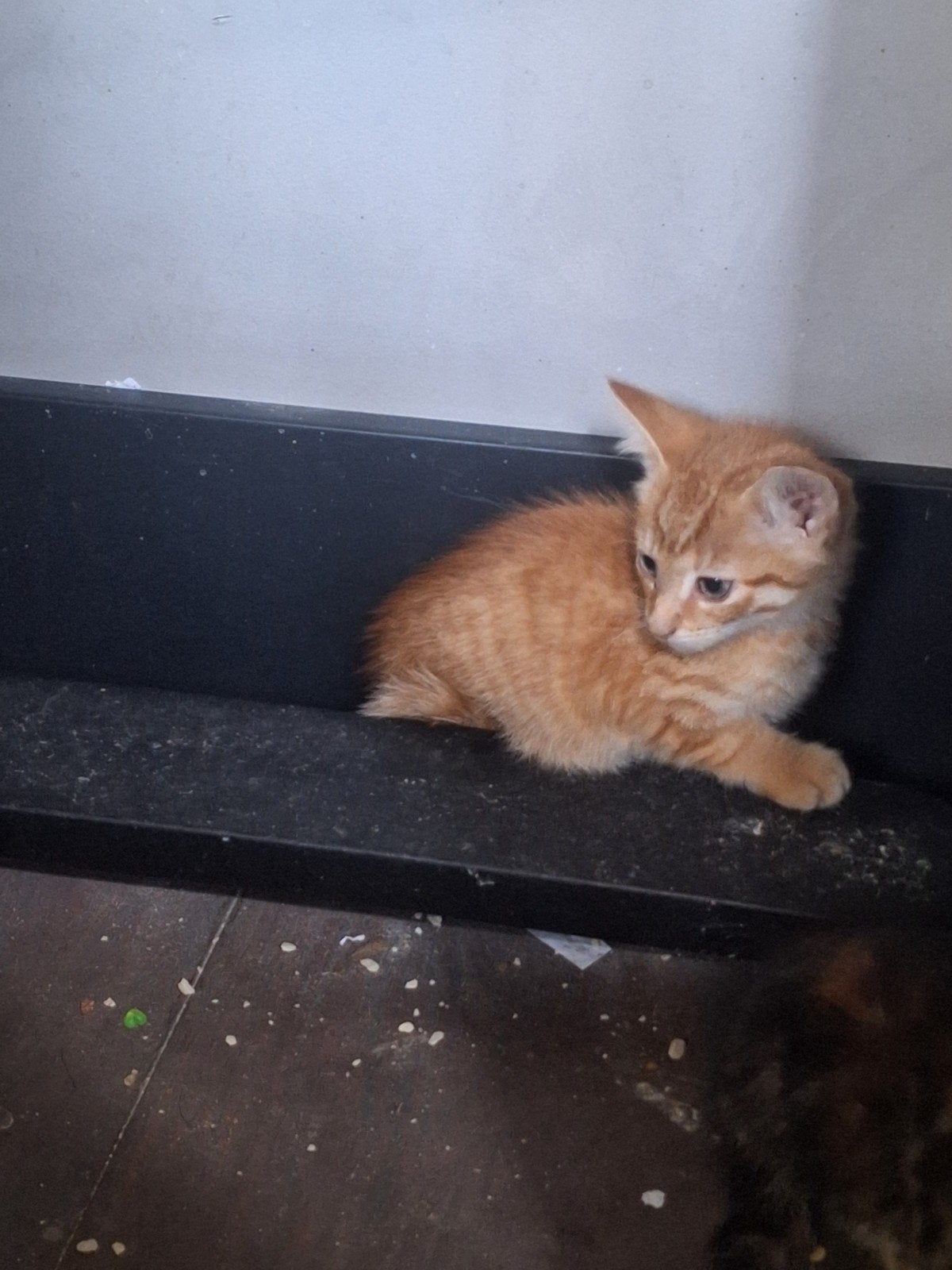 Te koop boerderijkitten, Dieren en Toebehoren, Kater