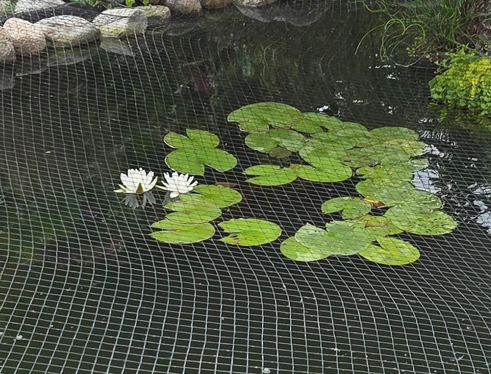 Witte waterlelie voor vijver, geschikt voor koivijvers, Tuin en Terras, Vijvers, Ophalen, Nieuw