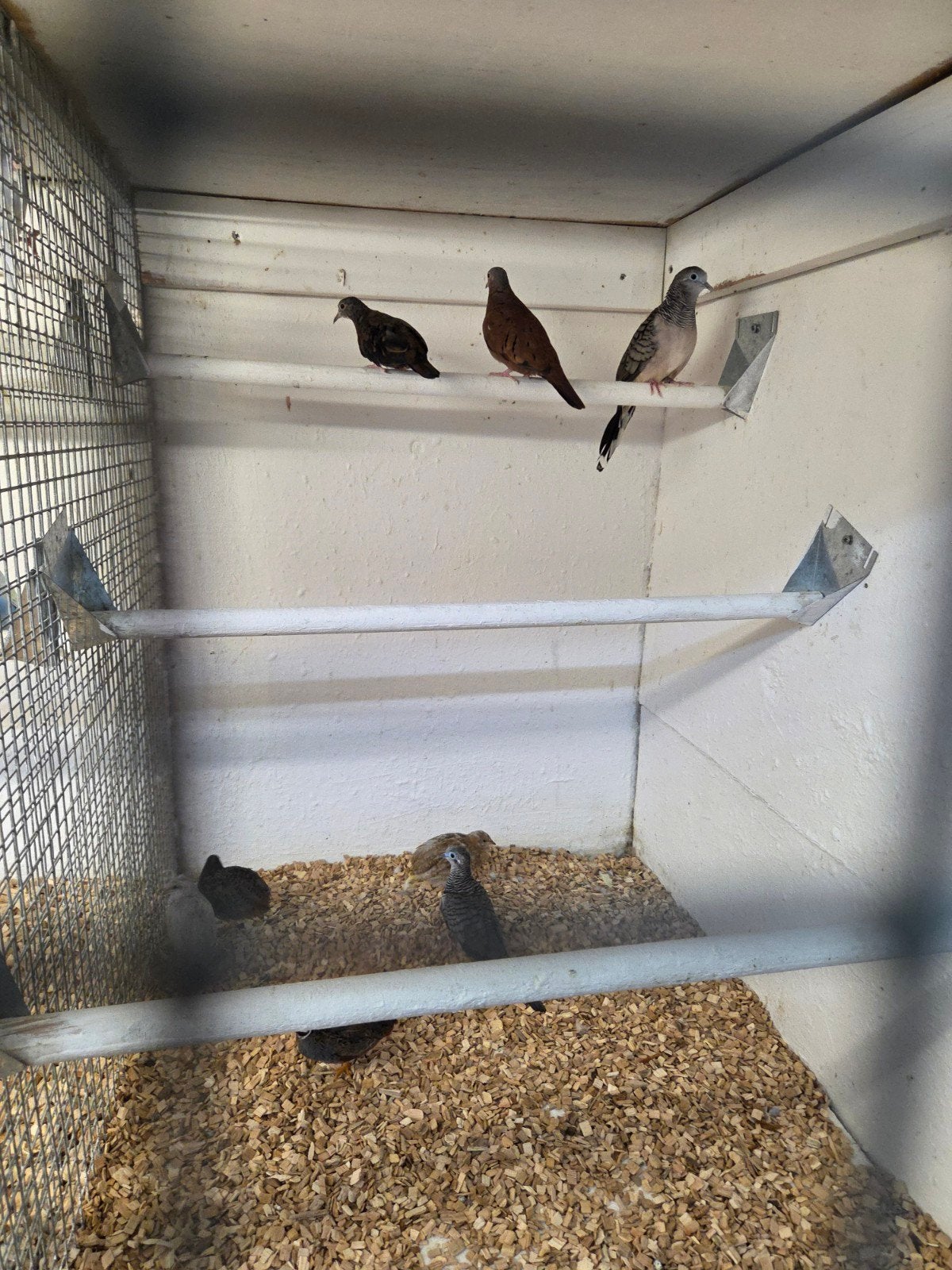 talpacoti duifjes, Dieren en Toebehoren, Meerdere dieren, Overige soorten