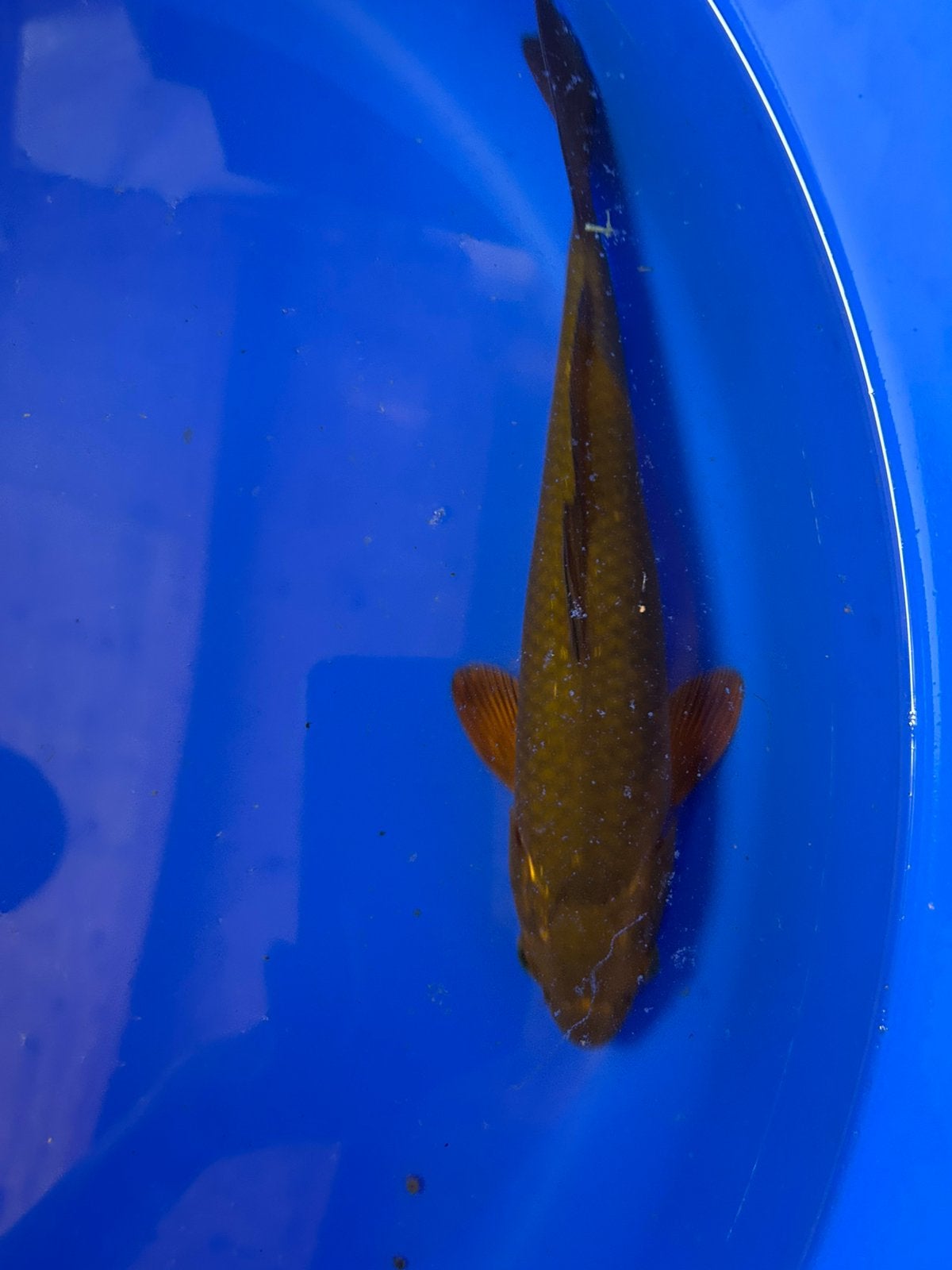 Chagoi 27cm, Karper of Koi