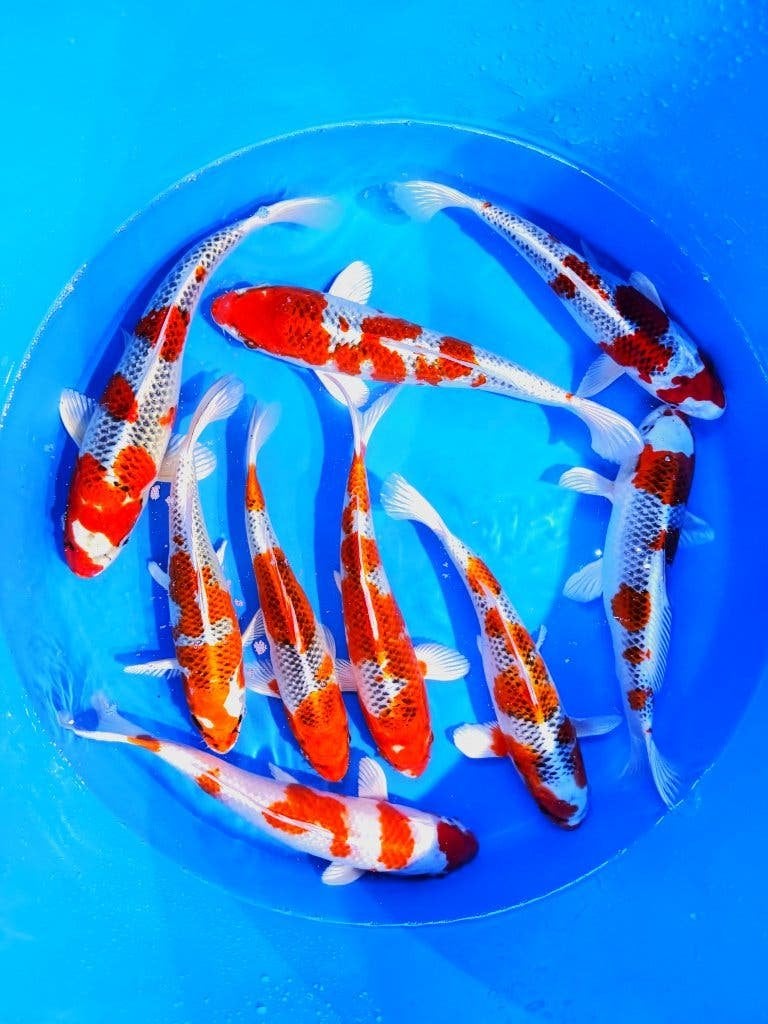 Japankoi in Dalen, 500 jonge Japankoi Nisa, 25 tot 50cm, Karper of Koi