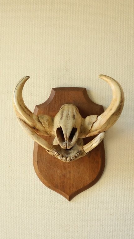Taxidermie wrattenzwijn tanden, Verzamelen, Ophalen of Verzenden, Gebruikt, Wild dier, Opgezet dier