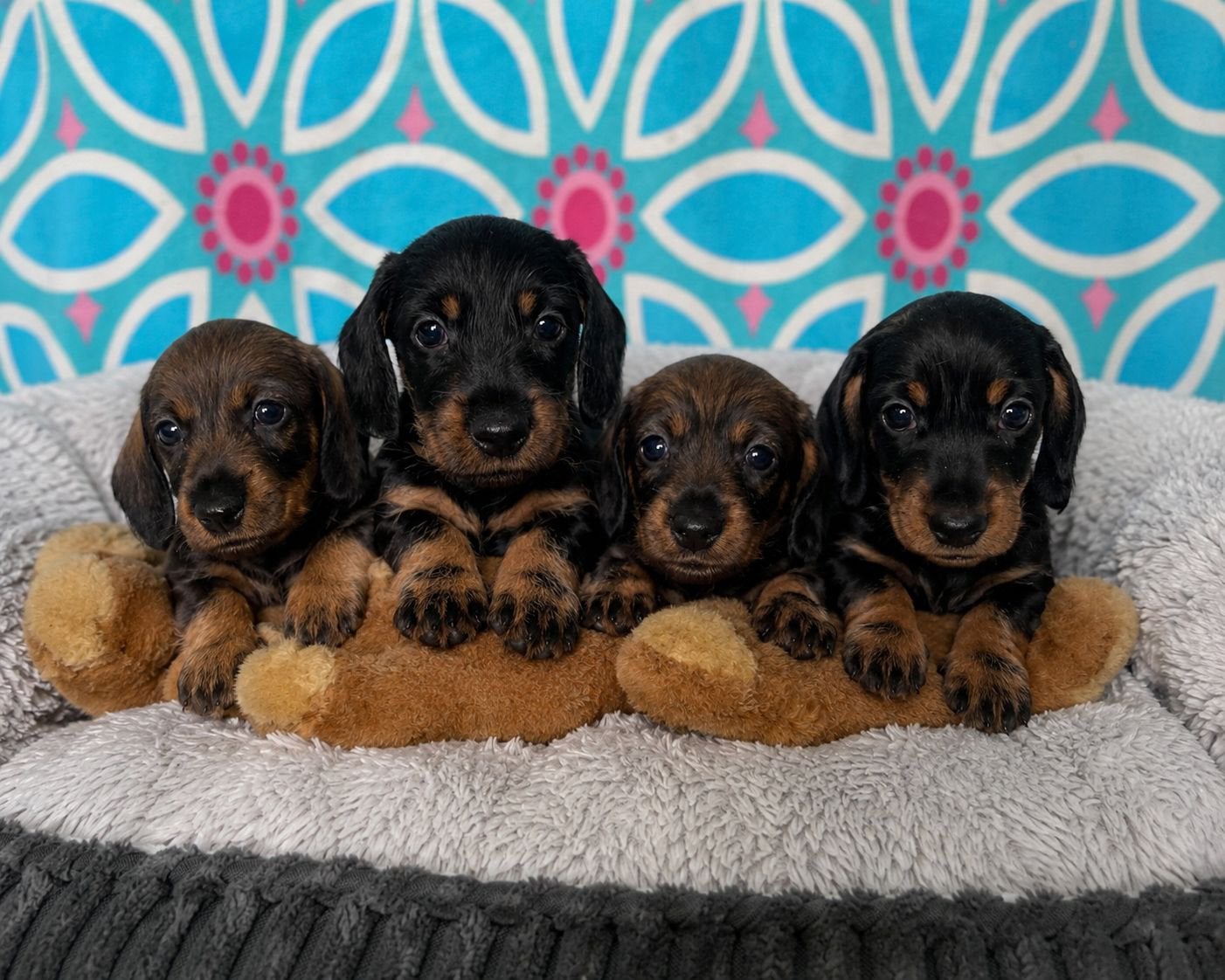 Ruwharige Dwergteckel Pups, Reu, 8 tot 15 weken, Dwerg, Parvo