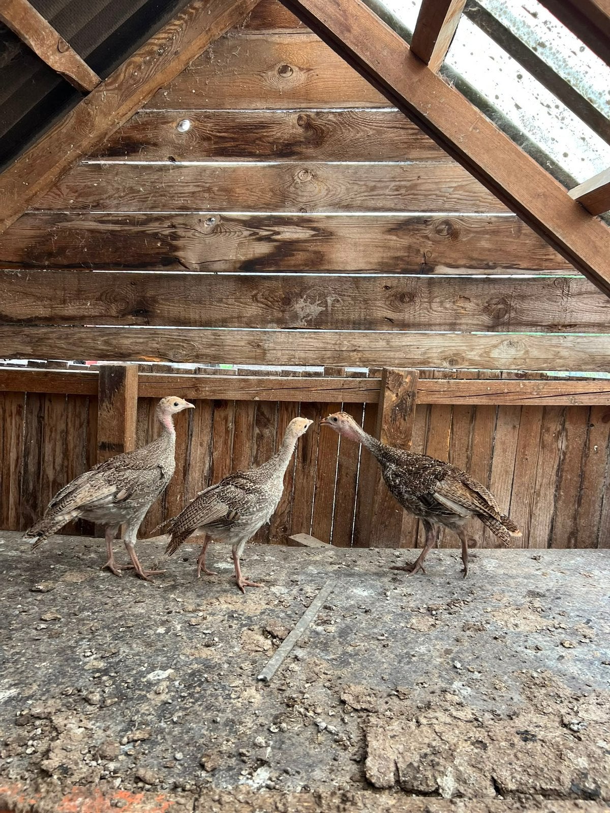 Jonge kalkoenen, Dieren en Toebehoren, Pluimvee, Meerdere dieren, Kalkoen