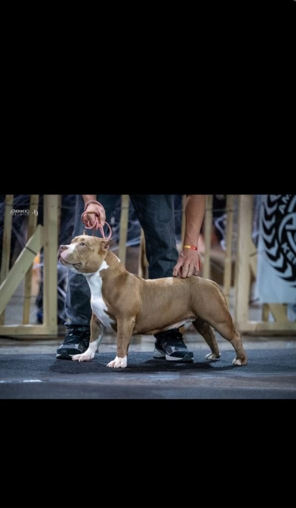 Pocket bully teefje 1.6 jaar, België, Fokker | Hobbymatig, 1 tot 2 jaar, Teef