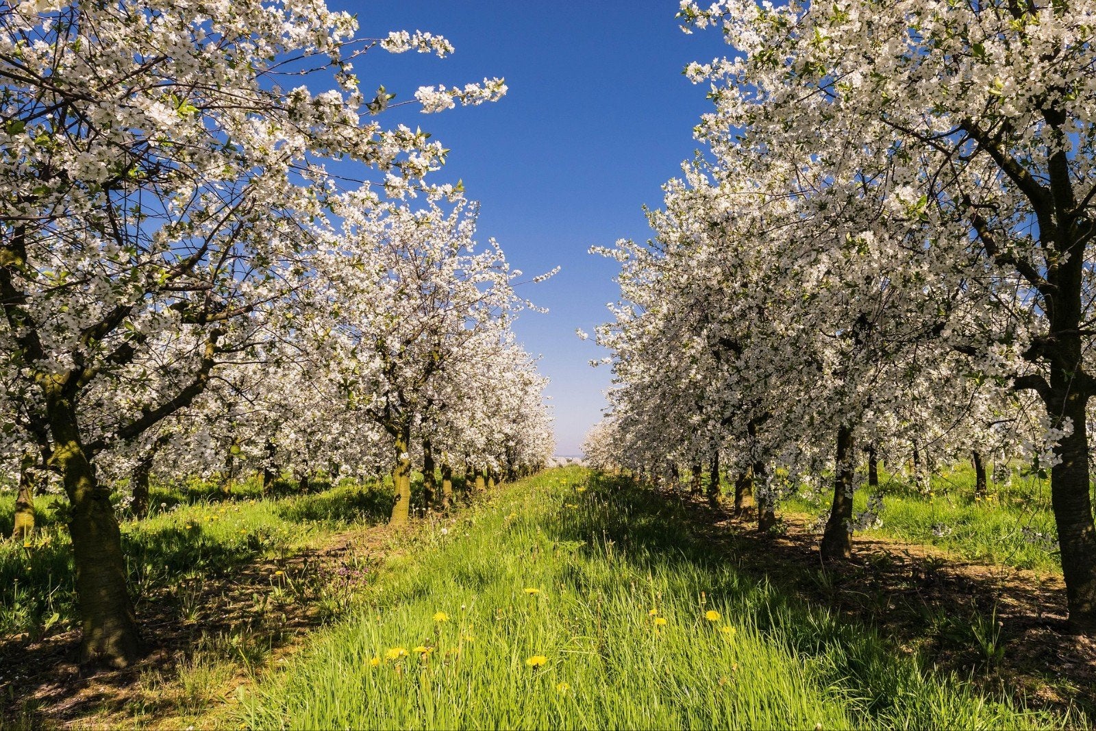 Oude appelrassen fruitbomen hoogstam veredelt naar wens, Ophalen, Lente