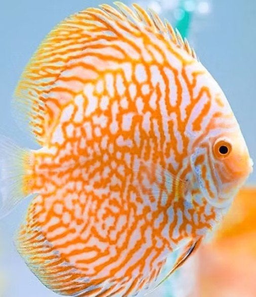 Golden Super Pantera Discus 14 cm - Koidream Valburg, Dieren en Toebehoren, Vis, Zoetwatervis