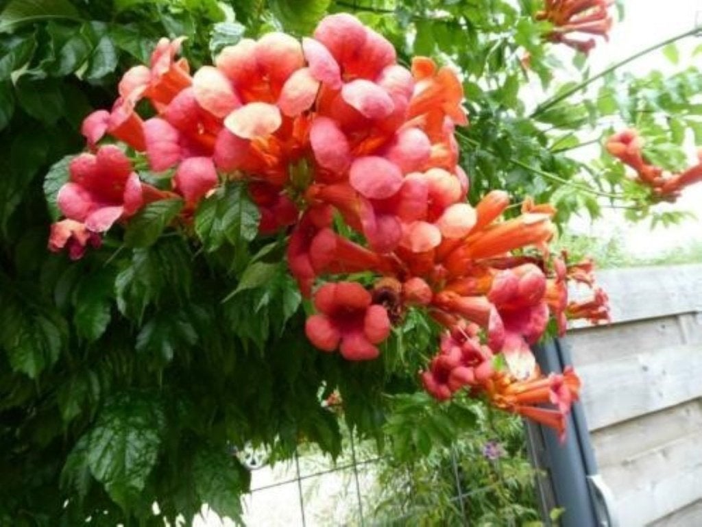 Stekken Stek van de Campsis radicans = trompetbloem, Tuin en Terras, Ophalen, Overige soorten, Volle zon