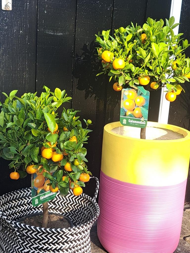 Citrus boompje! 70cm, Tuin en Terras, Planten | Tuinplanten, Ophalen, Volle zon, Vaste plant, Zomer
