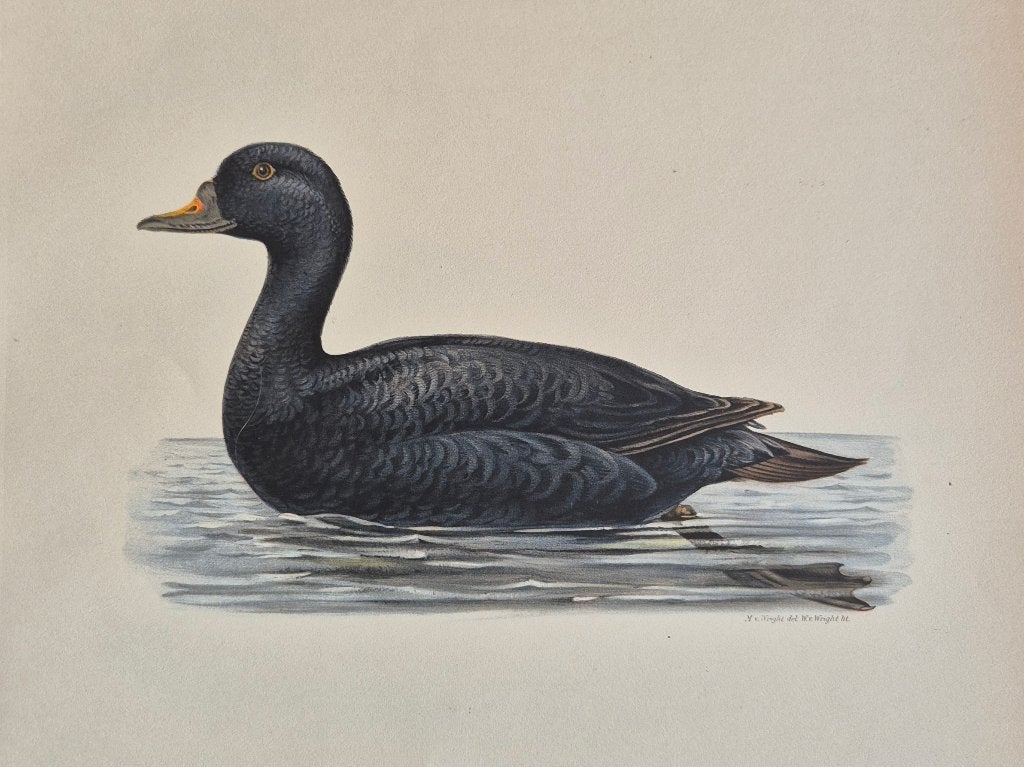 Drieluik antieke chromolitho's  Zwarte Zee-eend Von Wright., Origineel, Ophalen of Verzenden, Lithografie, Dieren en Natuur