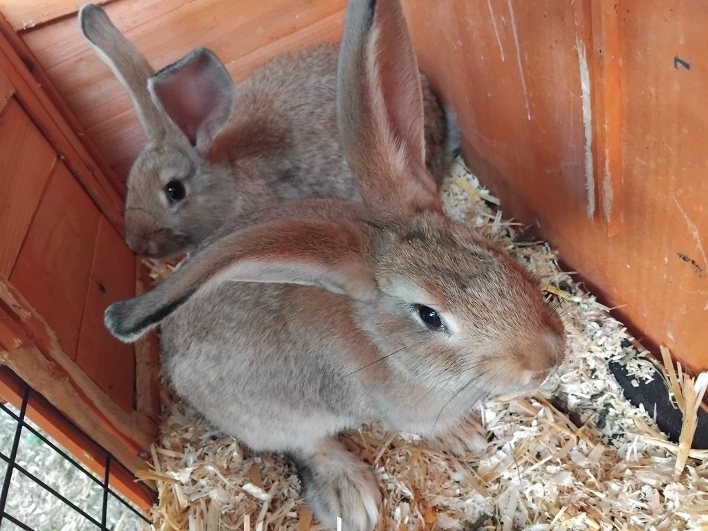 Konijnen voedsters bruine vlaamse reuzen, Dieren en Toebehoren, Vrouwelijk, Groot, 0 tot 2 jaar