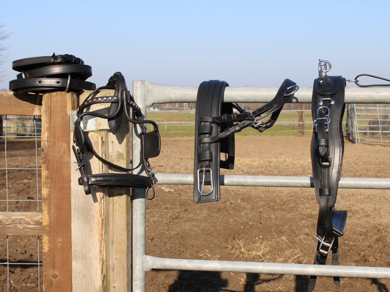 Te koop zwart mini shetlander mentuig, ., Zwart, ., Bit