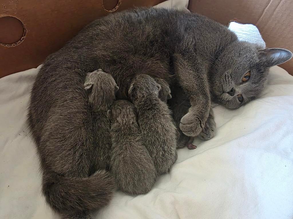schattige Britse Korthaar kittens grijs - poesje/katertje, Meerdere dieren, Ontwormd, 0 tot 2 jaar