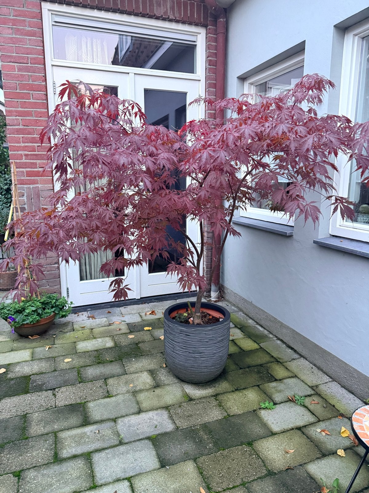 Japanse Esdoorn (Acer Palmatum) in pot, Bloeit niet, Halfschaduw, Overige soorten, 100 tot 250 cm