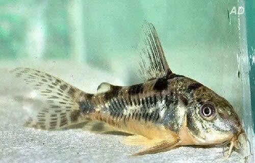 Corydoras Paleatus - Gevlekte Corydoras, Dieren en Toebehoren, Vis, Zoetwatervis