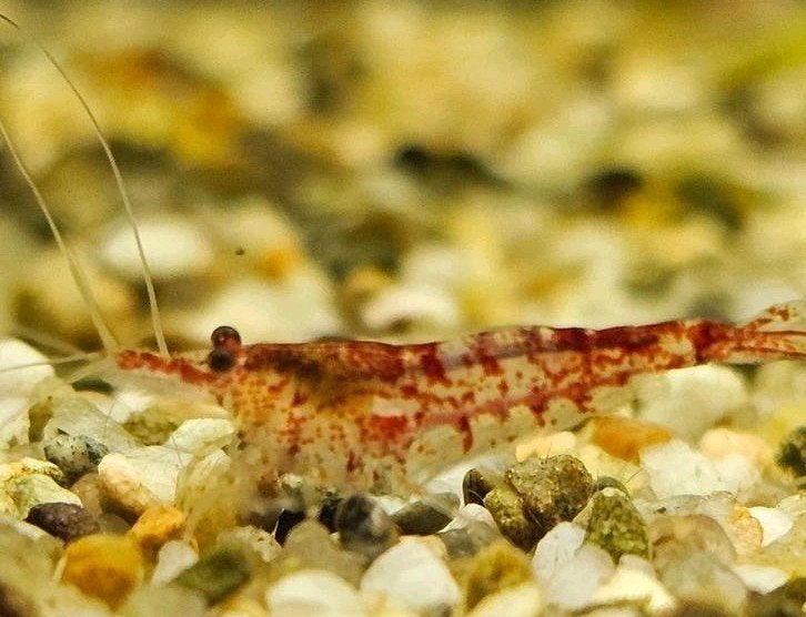 Neocaridina garnalen, aquarium garnalen, Ophalen, Nieuw, Overige typen