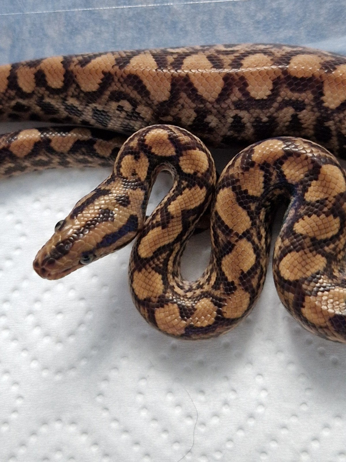epicrates maurus, Dieren en Toebehoren, Reptielen en Amfibieën, Slang, Tam, 0 tot 2 jaar