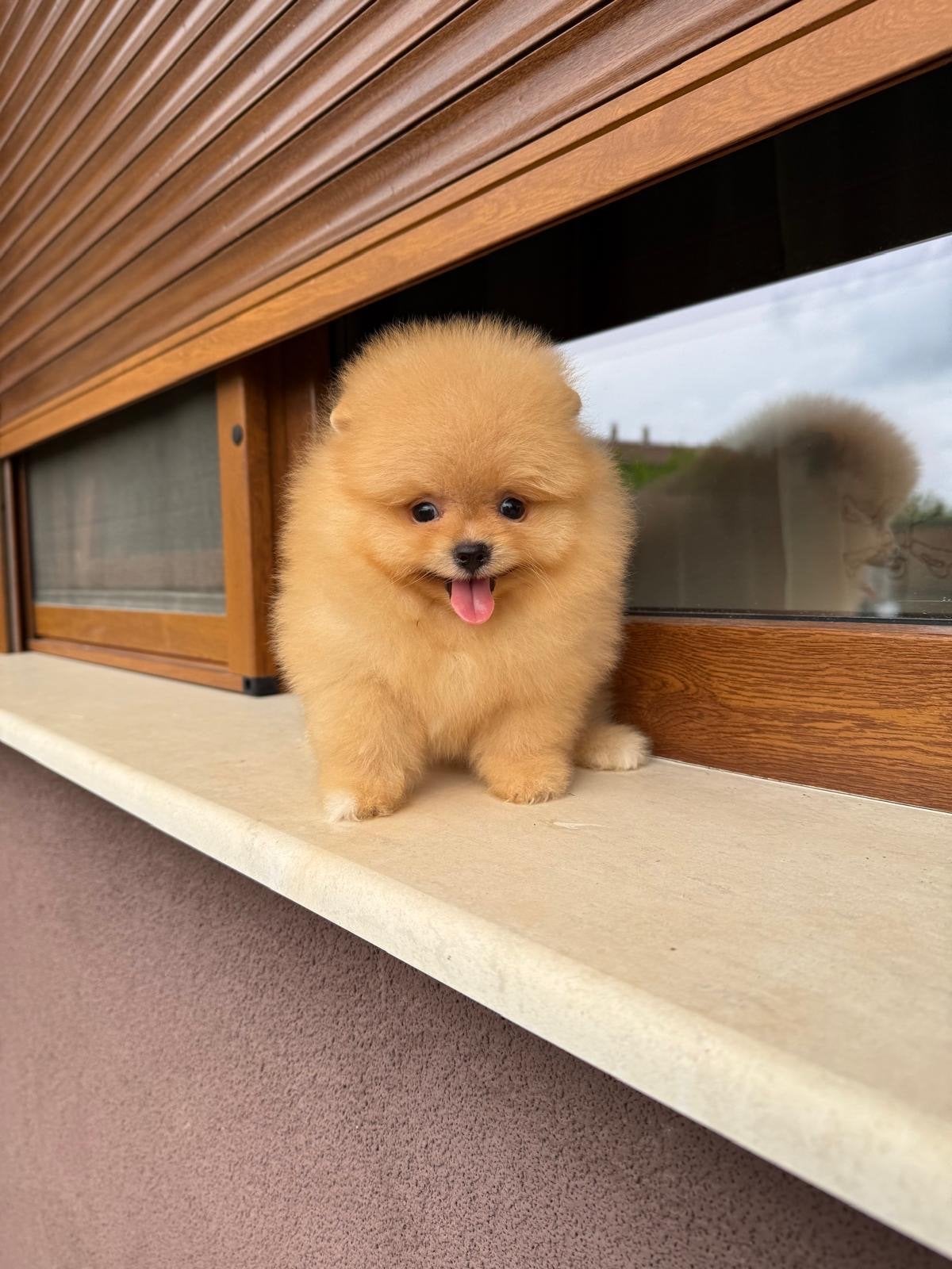 Pomeranian puppy’s te koop, Dieren en Toebehoren, Honden | Chihuahua's en Gezelschapshonden, Overige rassen, 8 tot 15 weken, Buitenland