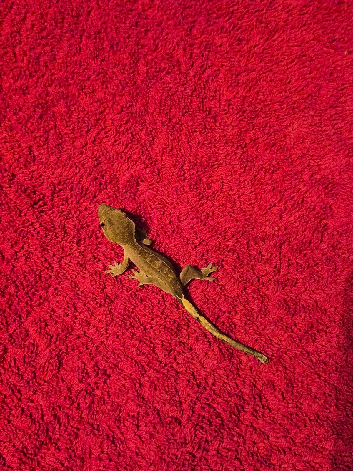 wimper gekko Lucky Crested Gecko photo 2