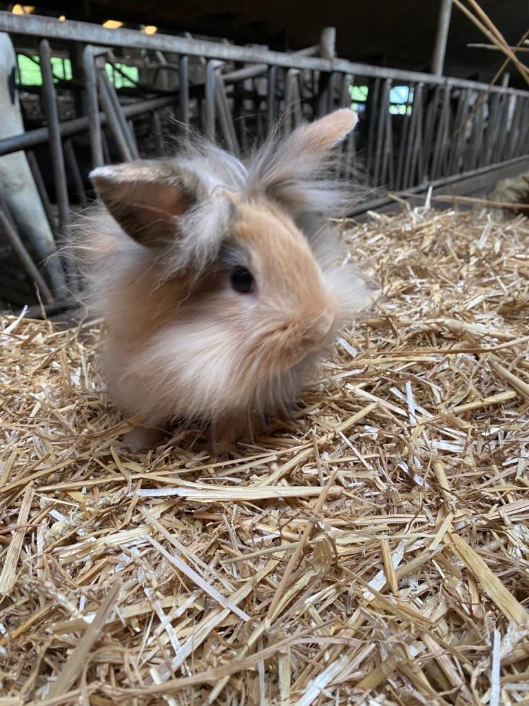 Lief en heel tam  baby konijntje te koop, Dieren en Toebehoren, Konijnen, Mannelijk, Dwerg, 0 tot 2 jaar