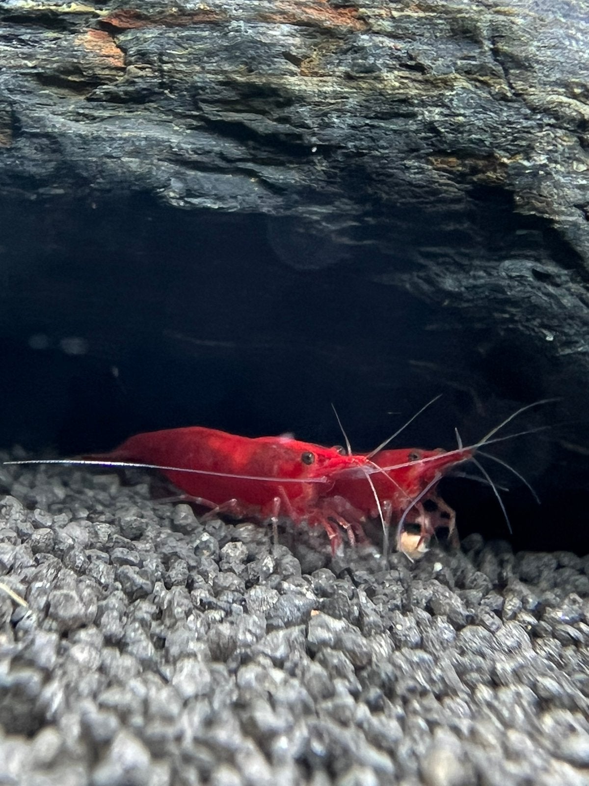 Bloody Mary garnalen - Neocaradina - Vuurgarnalen - Rood, Dieren en Toebehoren, Vissen | Aquariumvissen, Kreeft, Krab of Garnaal