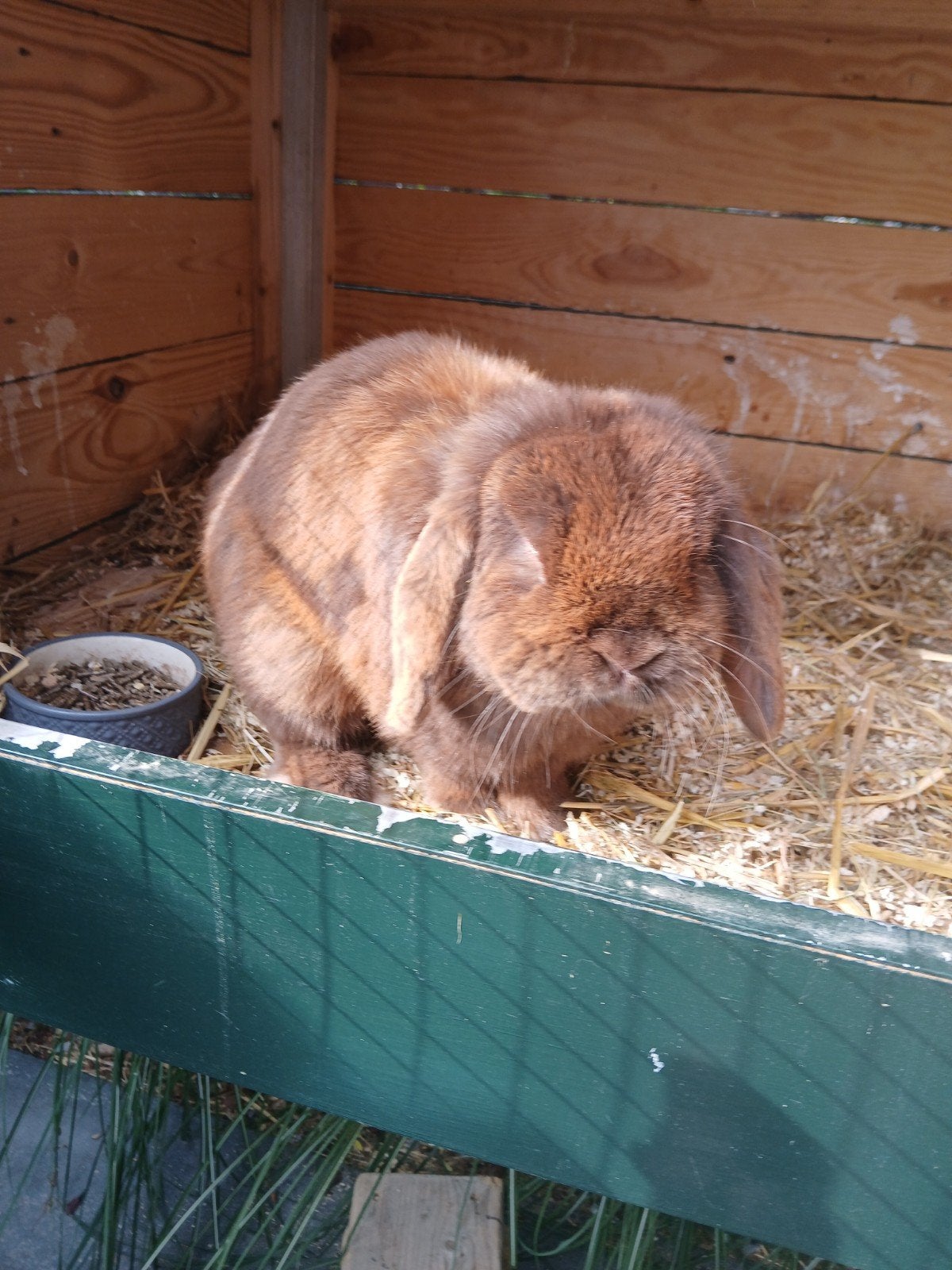 Minilop konijnen bruin en wit, Dieren en Toebehoren, Meerdere dieren, Dwerg, 0 tot 2 jaar