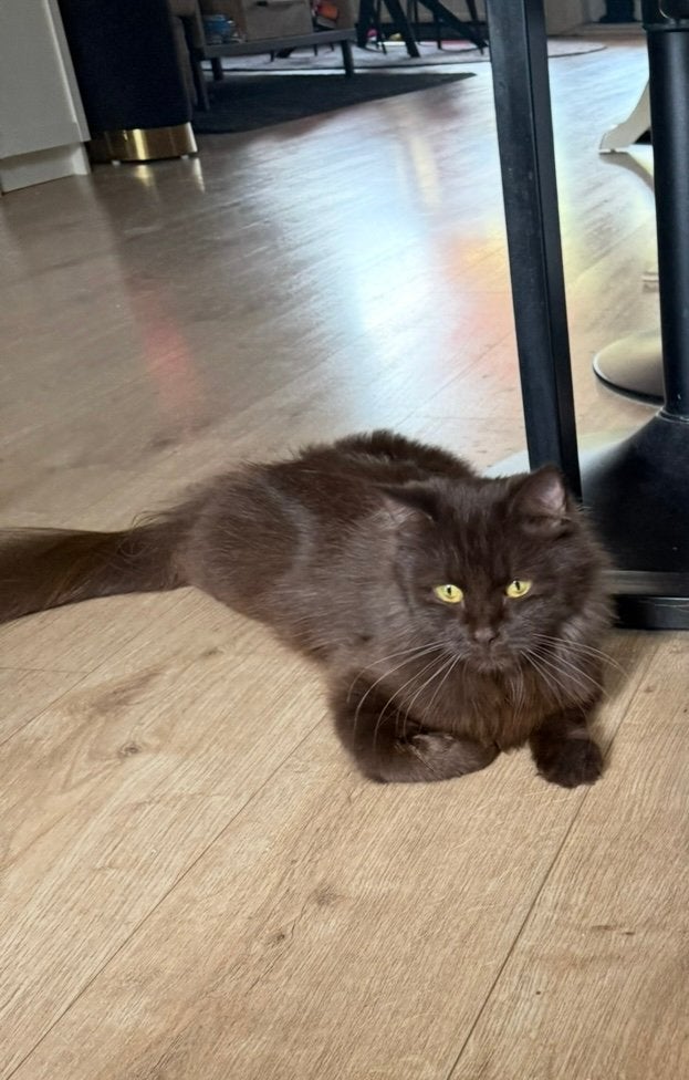 Lieve Kitty 2 jaar, Dieren en Toebehoren, Poes