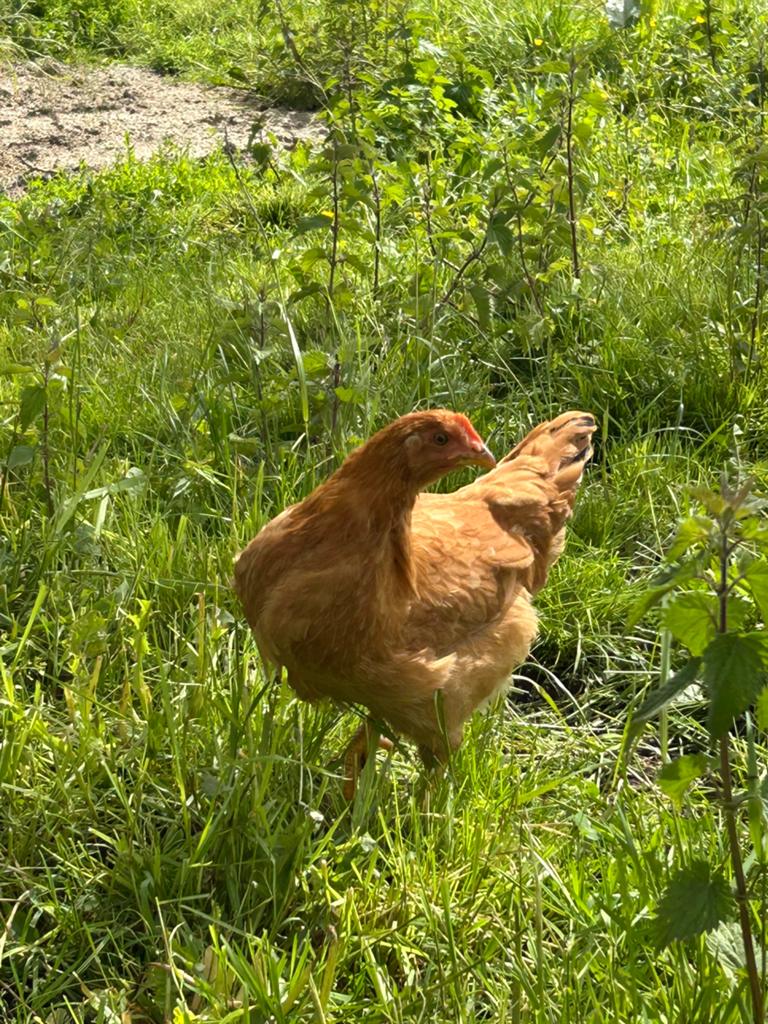 Kruising New Hampshire x Sussex hennen, Vrouwelijk, Kip