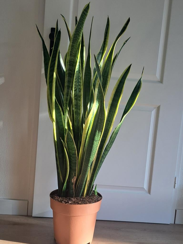 XXL Sansevieria, Huis en Inrichting, Kamerplanten, Ophalen, Halfschaduw