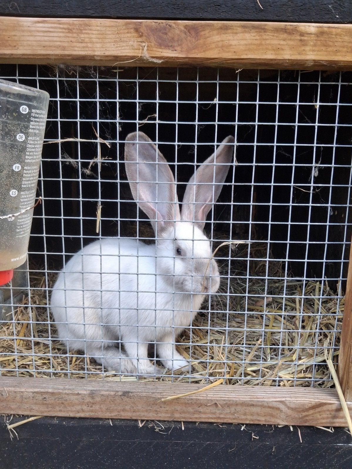 duitse reus, Dieren en Toebehoren, Konijnen, Vrouwelijk, Groot
