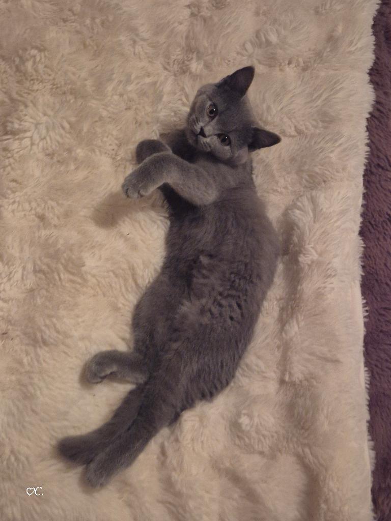 2 britse korthaar katers, Kater, 0 tot 2 jaar
