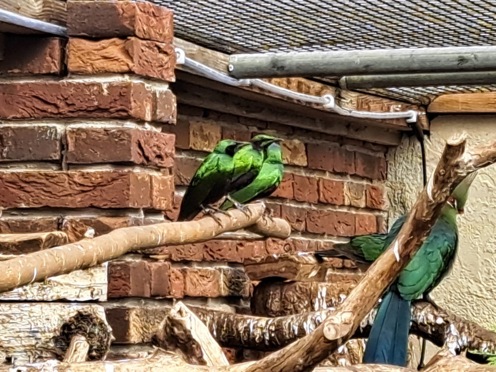Emeraldspreeuwen, Dieren en Toebehoren, Vogels | Overige Vogels, Meerdere dieren, Geringd