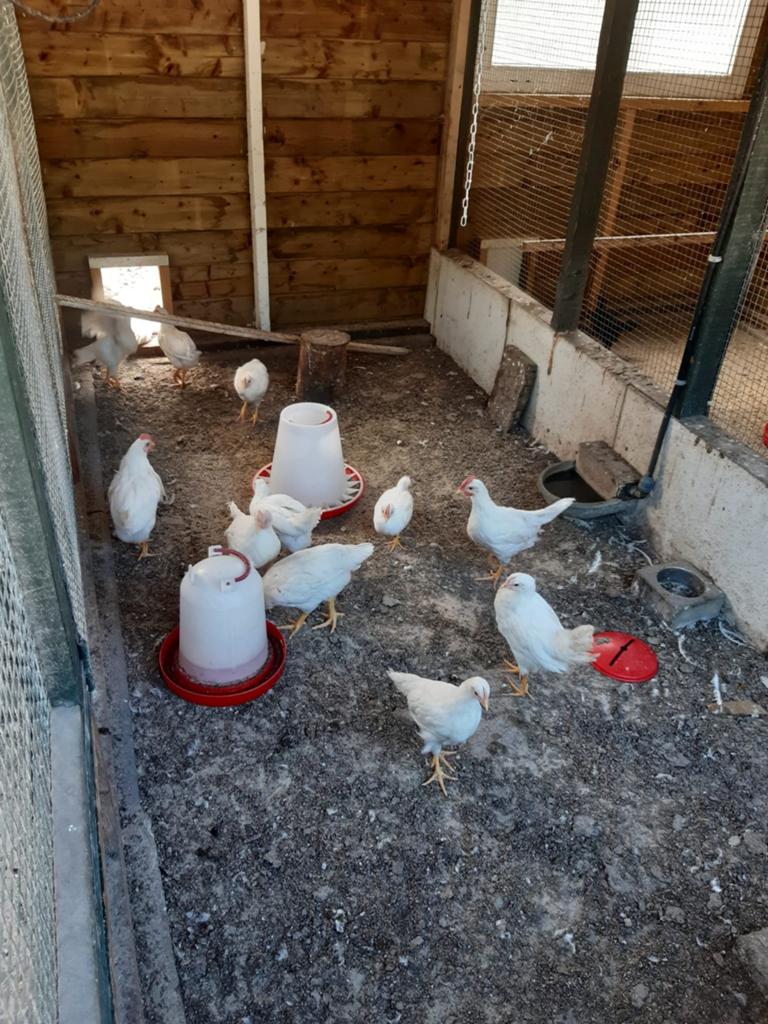 Te koop, Dieren en Toebehoren, Pluimvee, Meerdere dieren, Kip