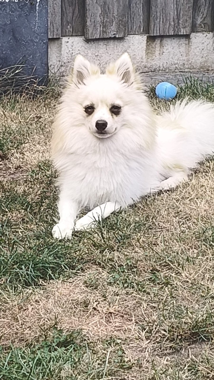 Pomsky 1 jaar oud, Reu, 1 tot 2 jaar, Parvo, Eén hond